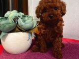 Sağlık Ve Irk Garantili Toypoodle Bebekler