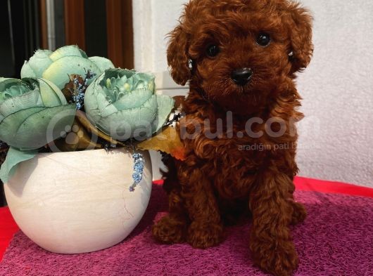 Sağlık Ve Irk Garantili Toypoodle Bebekler görsel