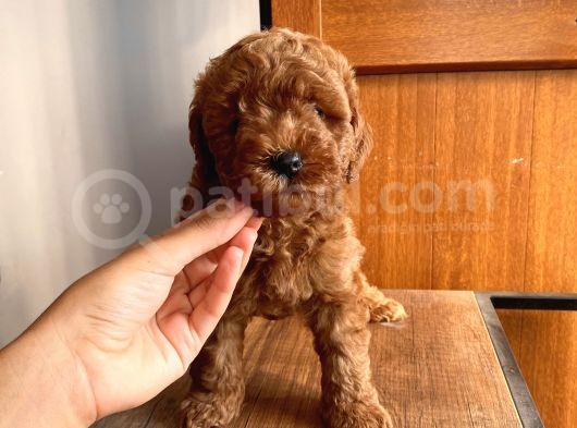Karamelll Toypoodle’ın Bal Surat Bebekleri görsel