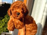 Sağlık Ve Irk Garantili Toypoodle Bebekler