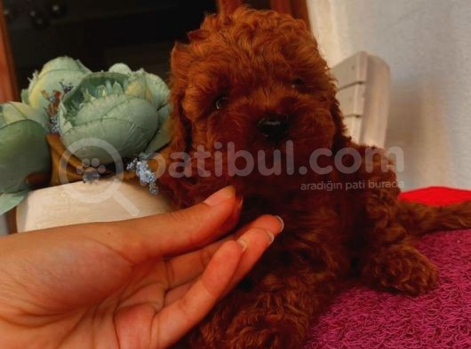 Ev Ortaminda Poodle Bebekler görsel