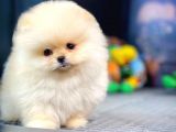 Irk ve Sağlık Garantili Pomeranian Boo Yavrularımız