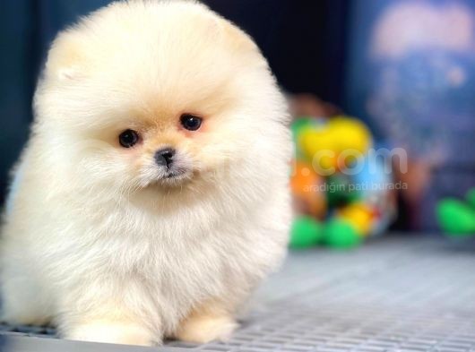 Irk Ve Sağlık Garantili Pomeranian Boo Yavrularımız