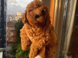 Sağlık Ve Irk Garantili Toypoodle Bebekler