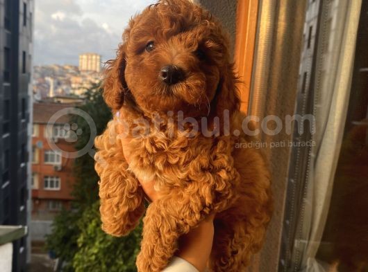 Sağlık Ve Irk Garantili Toypoodle Bebekler görsel
