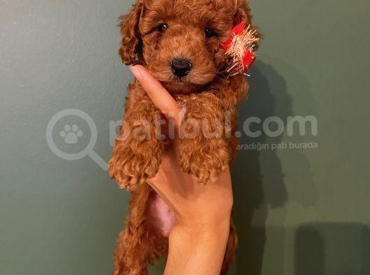 Ev Ortaminda Poodle Bebekler görsel