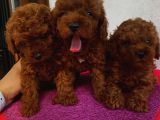 Ev Ortaminda Poodle Bebekler