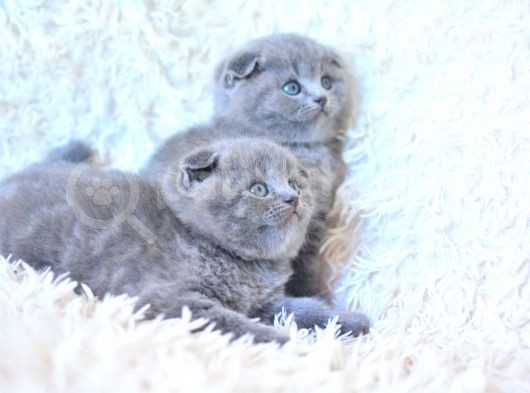 Muhteşem Top Kafa Gri̇ Scotti̇sh Yavrular görsel