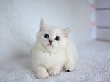 Okyanus Gözlü Si̇lver Poi̇nt Bri̇ti̇sh Shorthai̇r Yavrumuz