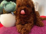 Ev Ortaminda Poodle Bebekler
