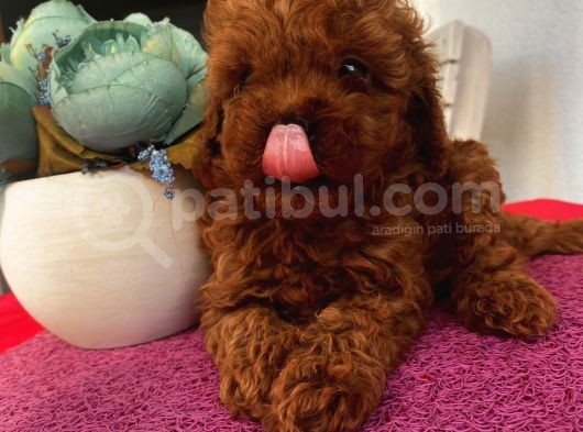 Ev Ortaminda Poodle Bebekler görsel