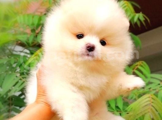 Ayı Surat Pomeranian Boo Yavrularımız görsel