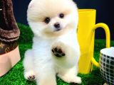 Irk Ve Sağlık Garantili Pomeranian Boo Yavrularımız