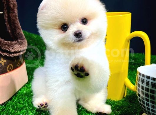 Irk Ve Sağlık Garantili Pomeranian Boo Yavrularımız görsel