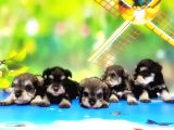 Resmi̇ Üreti̇ci̇den Mi̇nyatür Schnauzer Yavrular