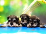 Resmi̇ Üreti̇ci̇den Mi̇nyatür Schnauzer Yavrular
