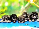 Resmi̇ Üreti̇ci̇den Mi̇nyatür Schnauzer Yavrular