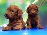 Resmi̇ Üreti̇ci̇den Red Toy Poodle Yavrular