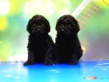 Ruhsatli Üreti̇m Çi̇ftli̇ği̇nden Si̇yah Toy Poodle Yavrular