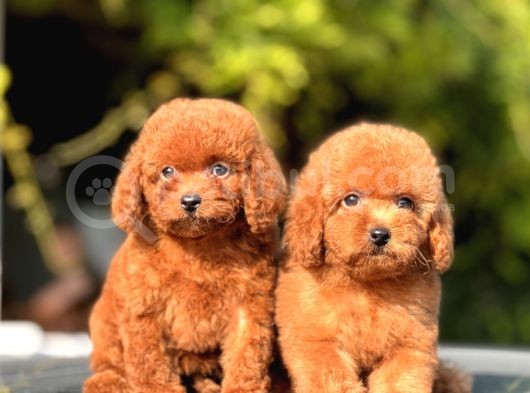 Safkan Toy Poodle Yavrular görsel