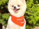 1,5-2 Kg Orjinal Pomeranian Boo Oğlumuz Rio