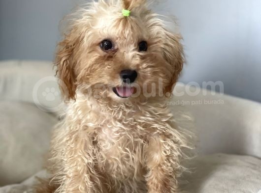 1,5 Kg Eğitimli 5 Aylık Dişi Toy Poodle görsel