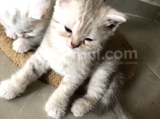 3Bebekk Kardeşş