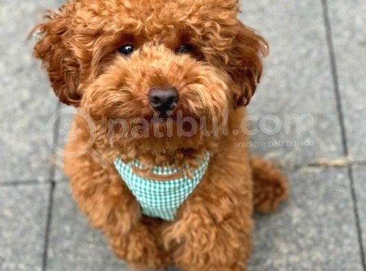 Red Brown Toy Poodle Yavrularımız görsel