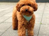 Red Brown Toy Poodle Yavrularımız