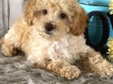 Saglik Ve Irk Garanti̇li̇ Toy Poodle Yavrularimiz
