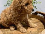 Toy Poodle Bebeklerimiz Saglik Ve Irk Garantili