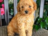 Üst Düzey Kalitedeki Show Class Toy Poodle Bebegimiz