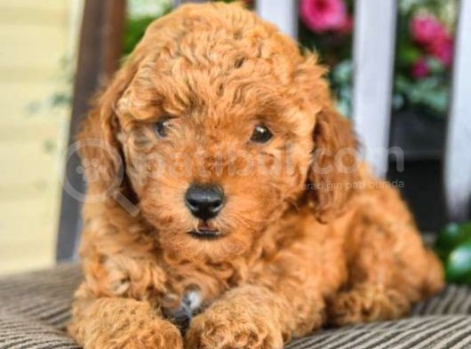 Saglik Ve Irk Garantili Toy Poodle Bebeklerimiz görsel