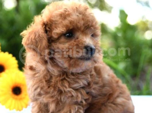 Gulen Surat Dunya Tatlisi Toy Poodle Bebeklerimiz görsel