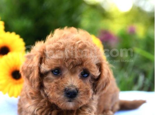 Gulen Surat Dunya Tatlisi Toy Poodle Bebeklerimiz