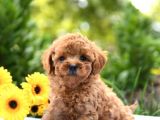 Saglik Ve Irk Garantili Toy Poodle Bebeklerimiz