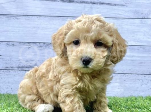 Toy Poodle Bebeklerimiz Artik Aramizda görsel