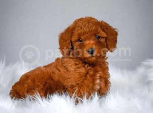 Red Toy Poodle Bebeği̇mi̇z görsel