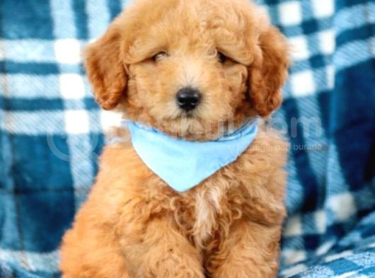 Toy Poodle Bebeklerimiz Saglik Ve Irk Garantili görsel