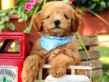 Toy Poodle Bebeklerimiz Saglik Ve Irk Garantili