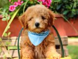 Toy Poodle Bebeklerimiz Saglik Ve Irk Garantili