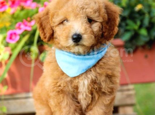 Toy Poodle Bebeklerimiz Saglik Ve Irk Garantili