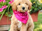Muhteşem Güzelli̇kteki̇ Orjinal Toy Poodle Yavrulari̇mi̇z