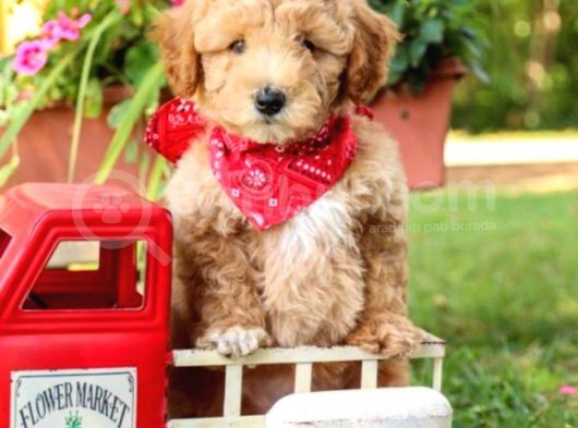 Saglik Ve Irk Garanti̇li̇ Toy Poodle Yavrularimiz