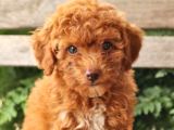 Üst Düzey Kalitedeki Show Class Toy Poodle Bebegimiz