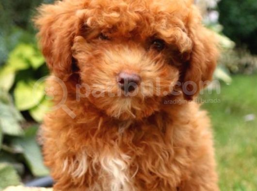 Üst Düzey Kalitedeki Show Class Toy Poodle Bebegimiz görsel