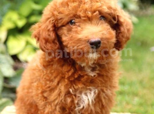 Üst Düzey Kalitedeki Show Class Toy Poodle Bebegimiz görsel