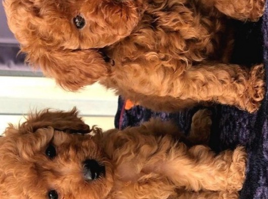 Gulen Surat Dunya Tatlisi Toy Poodle Bebeklerimiz görsel