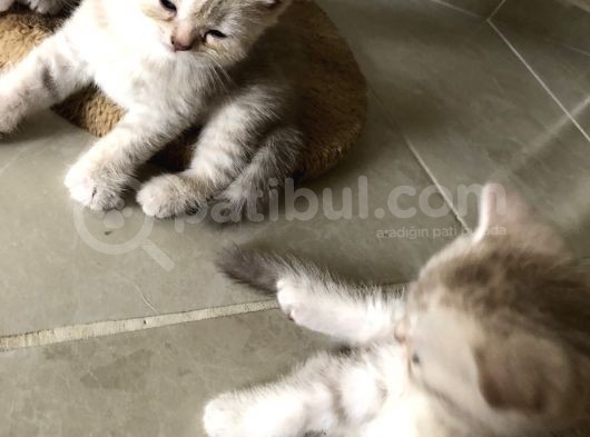 3Bebekk Kardeşş görsel