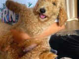 Labradoodle Red Ve Red Brown Terapi Köpekleri